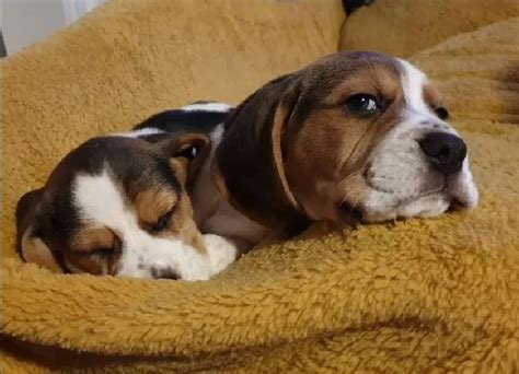psy beagle za darmo.